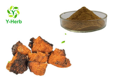 Pharmaceutical Grade Chaga Mushroom Extract Powder 10%-50% Polysaccharides Powder