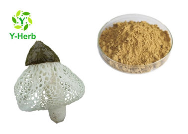 UV Test Dictyophora Indusiata Extract Tumor Inhibitor Bamboo Fungus Pith Powder