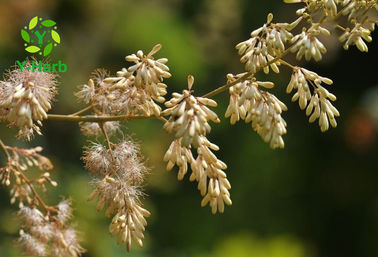 Bulk 10% 20% 40% 60% HPLC Alkaloids Macleaya Cordata Extract Sanguinarine Powder