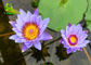 Pure Organic Nymphaea Caerulea Flower Powder 10:1 50:1 100:1 Blue Lotus Extract