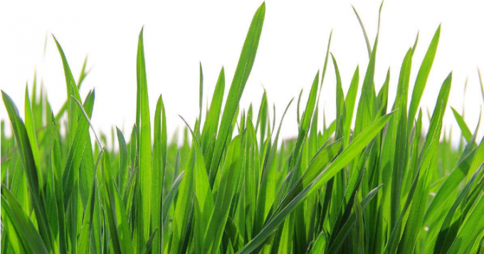 100% wasserlösliches grünes Weizen-Gras-Saft-Massenpulver